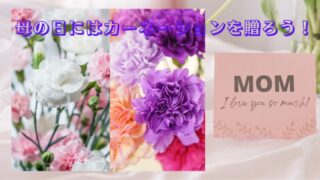 【母の日】5月12日に青いカーネーション「ムーンダスト」を贈ろう！｜亡き母には、白いカーネーションを。 