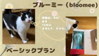 【レビュー】ブルーミー（bloomee）のベーシックプランがおすすめ！ボリューミーでプレゼントに最適！ 
