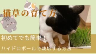 【猫草の作り方】初めての方でも簡単！実際にハイドロボールで栽培してみた 